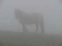 Sul Baciamorti...con nebbia! (27 sett. 08) - FOTOGALLERY
